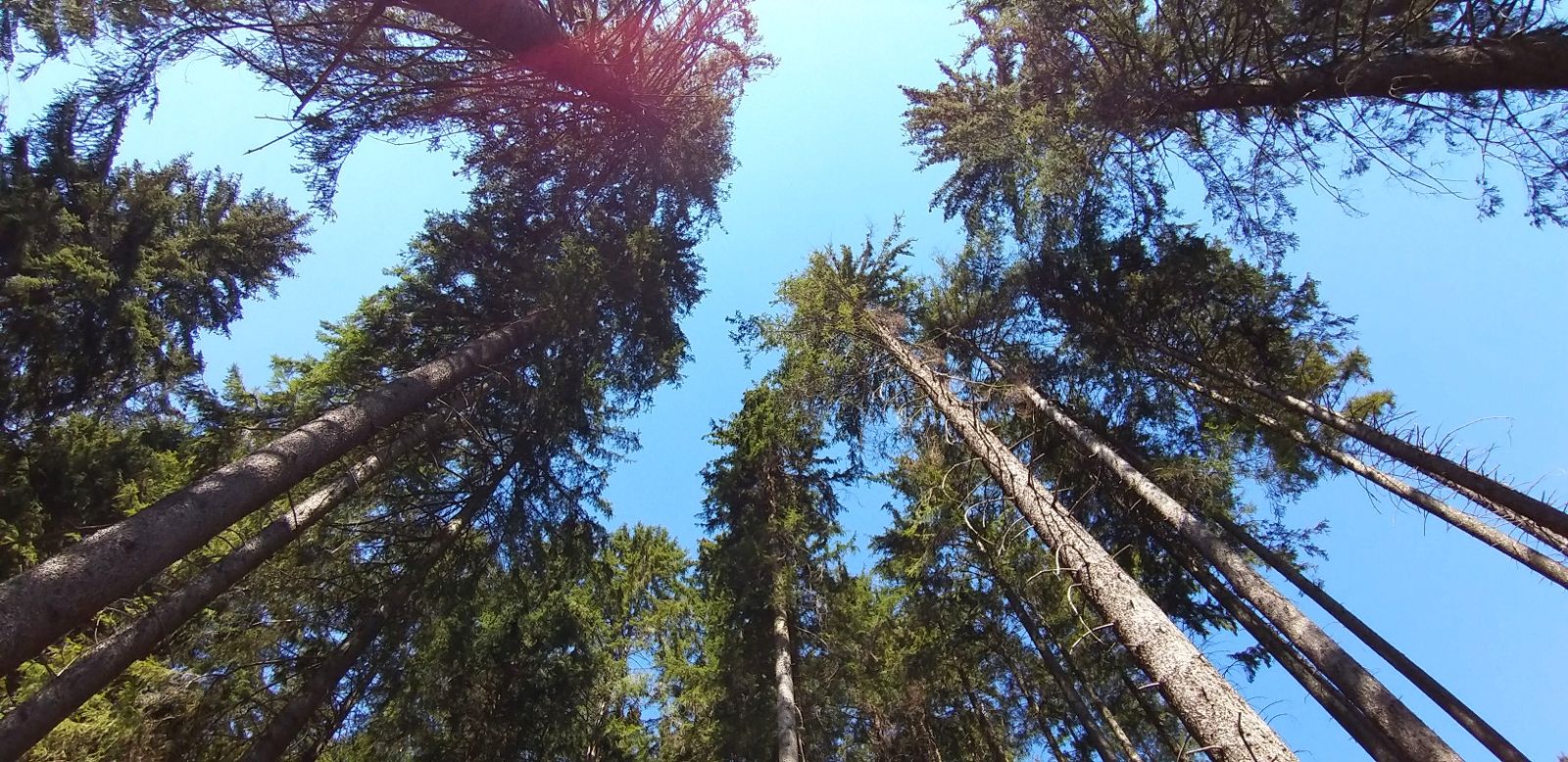 Baumpflege und Baumarbeiten mit Seilklettertechnik von TS Baumpflege in Potsdam