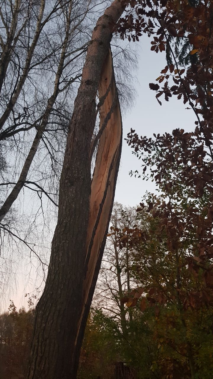 Baufeldrodung und vorbereitende Baumarbeiten für ein Bauvorhaben