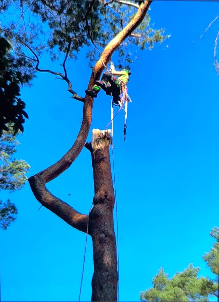 Baufeldrodung mit vorbereiteter Fläche für die nächsten Schritte