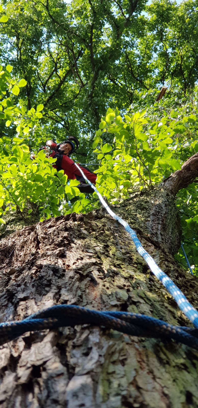 Baumfällung mit Seilklettertechnik in Potsdam und Umgebung