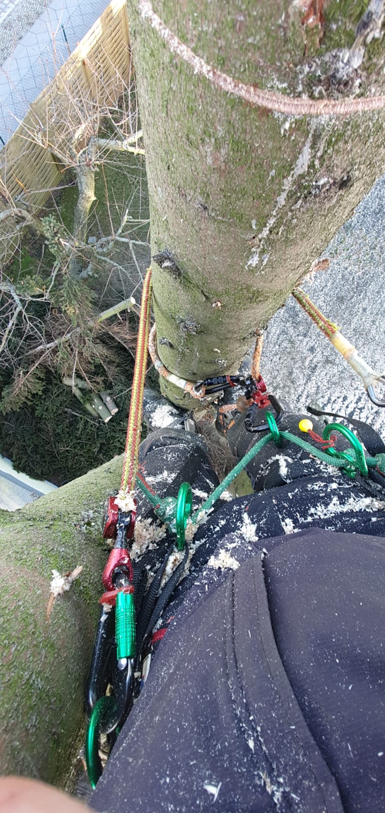 Kontrollierte Baumfällung mit Abseiltechnik