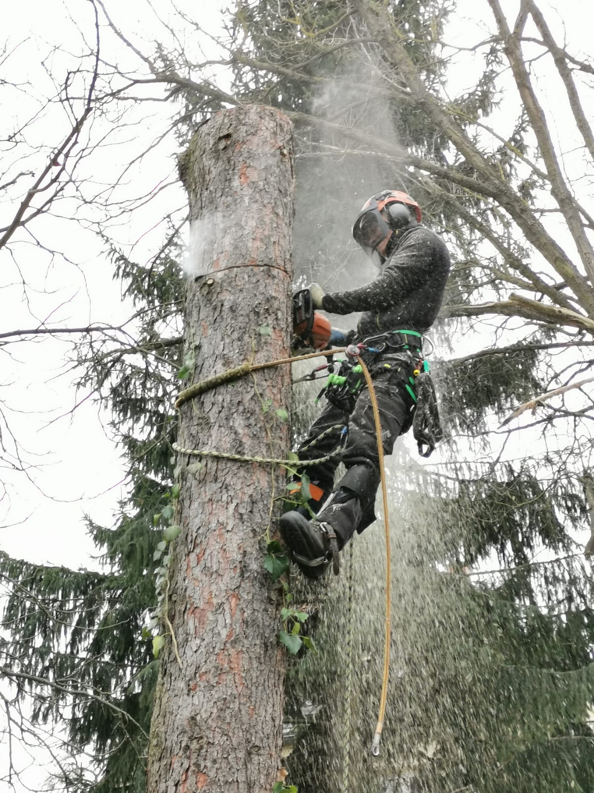 Baumfällung und Abtragen eines Baums in Teilstücken