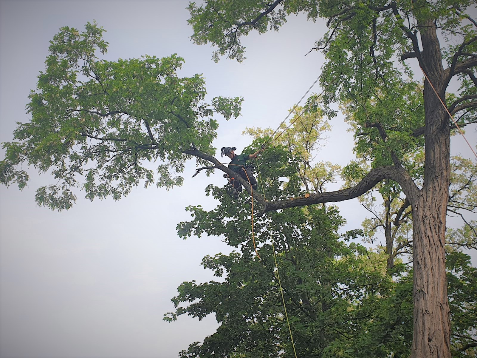 Baumpflege und Kronenarbeiten auf engem Grundstück