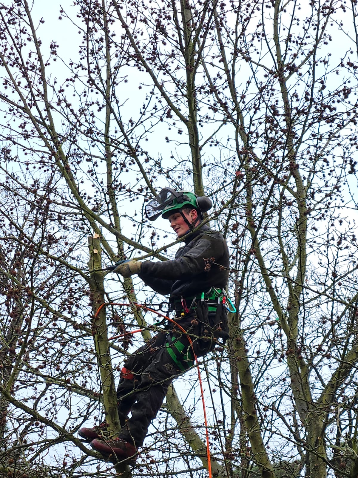 Baumpflegeeinsatz von TS Baumpflege im Baum