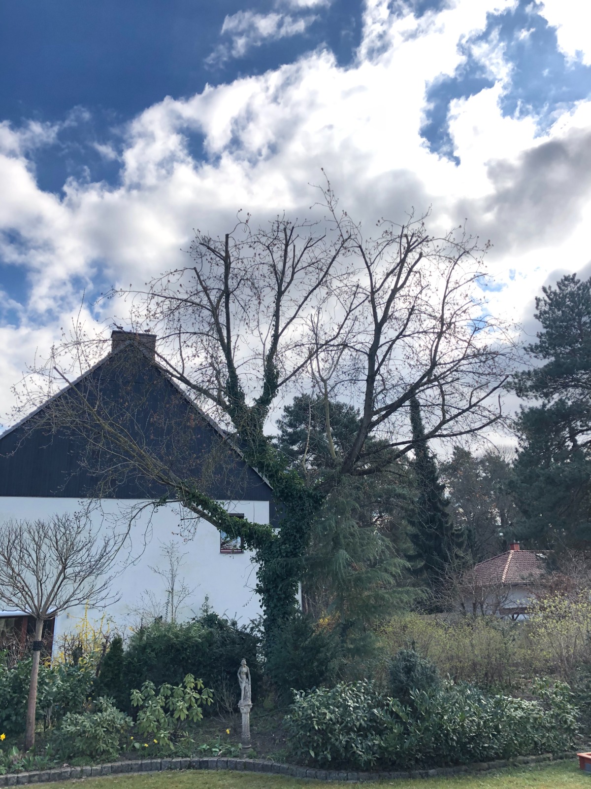 Kronenschnitt nachher Bild 1