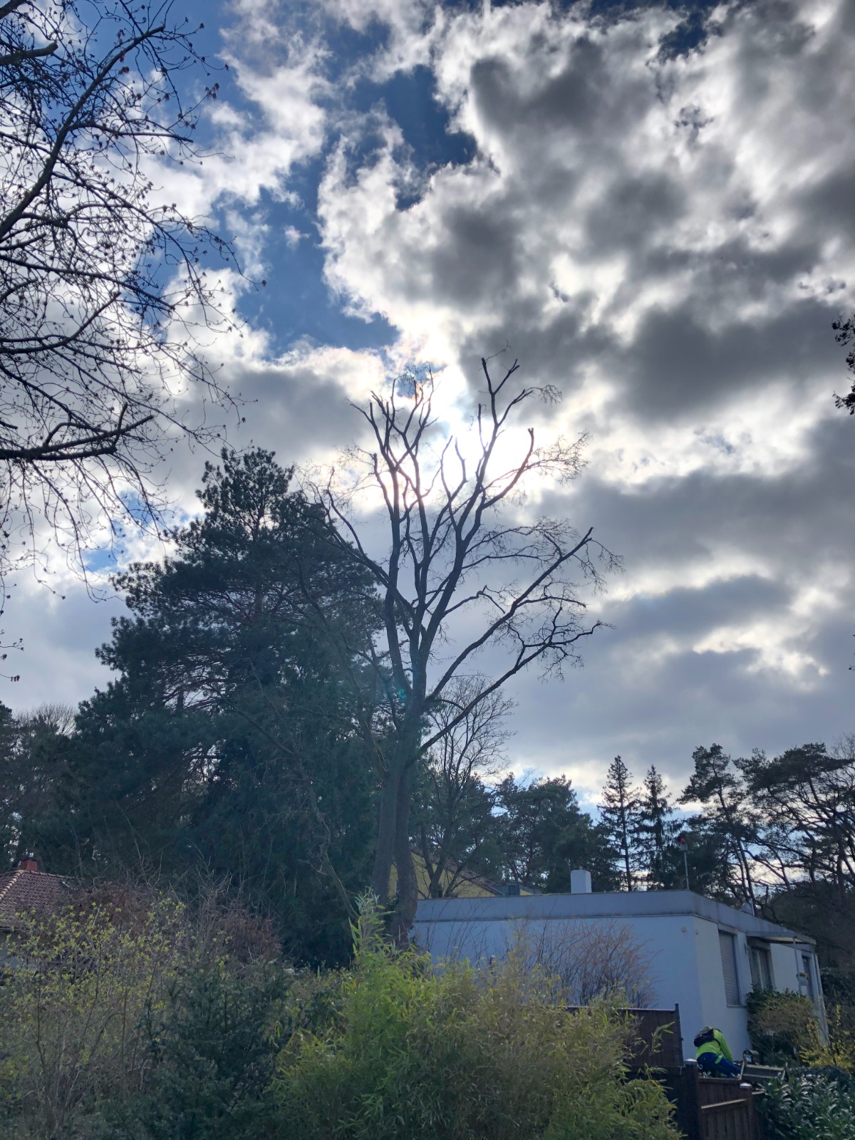 Kronenschnitt nachher Bild 3