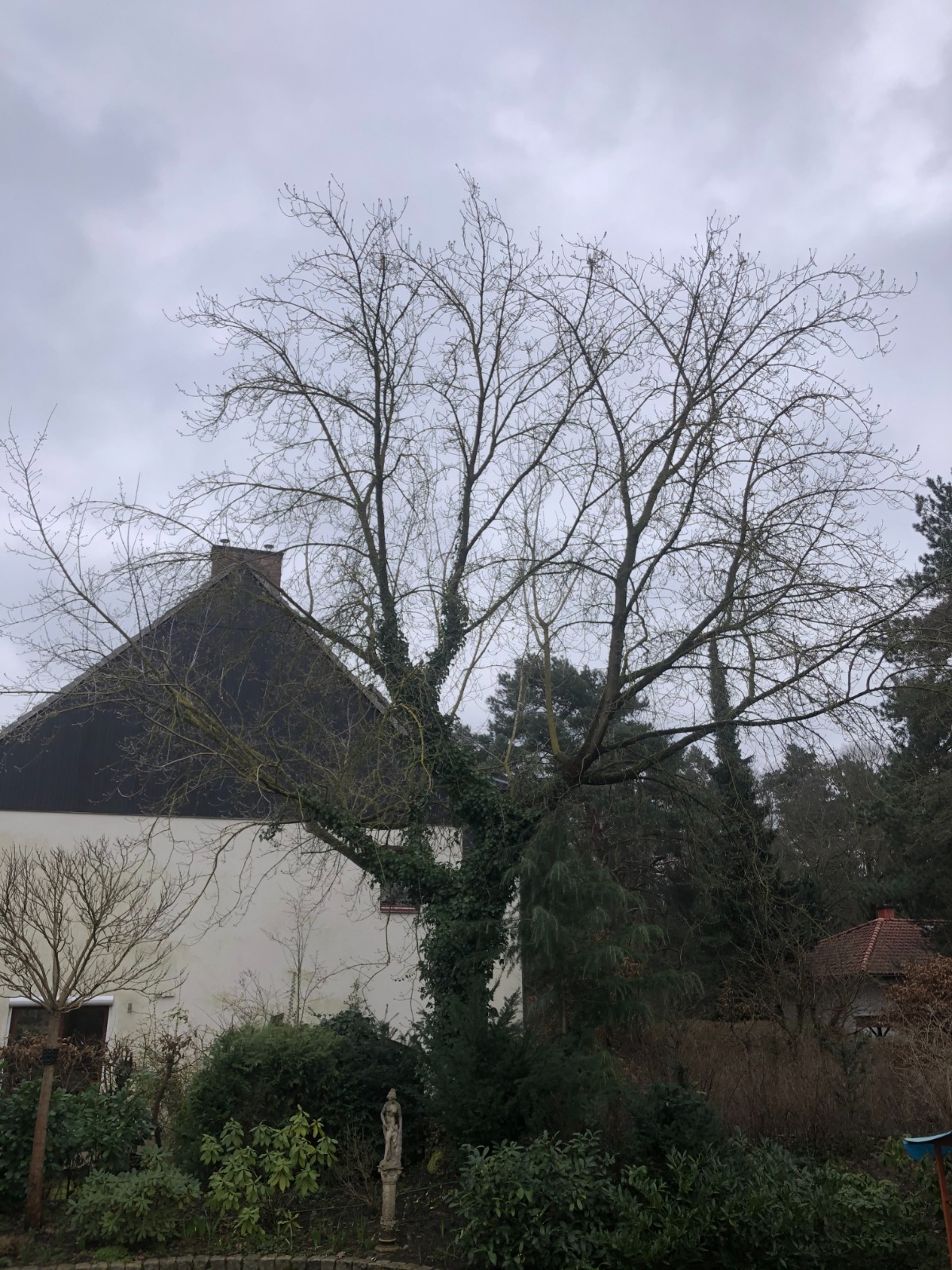 Kronenschnitt vorher Bild 1