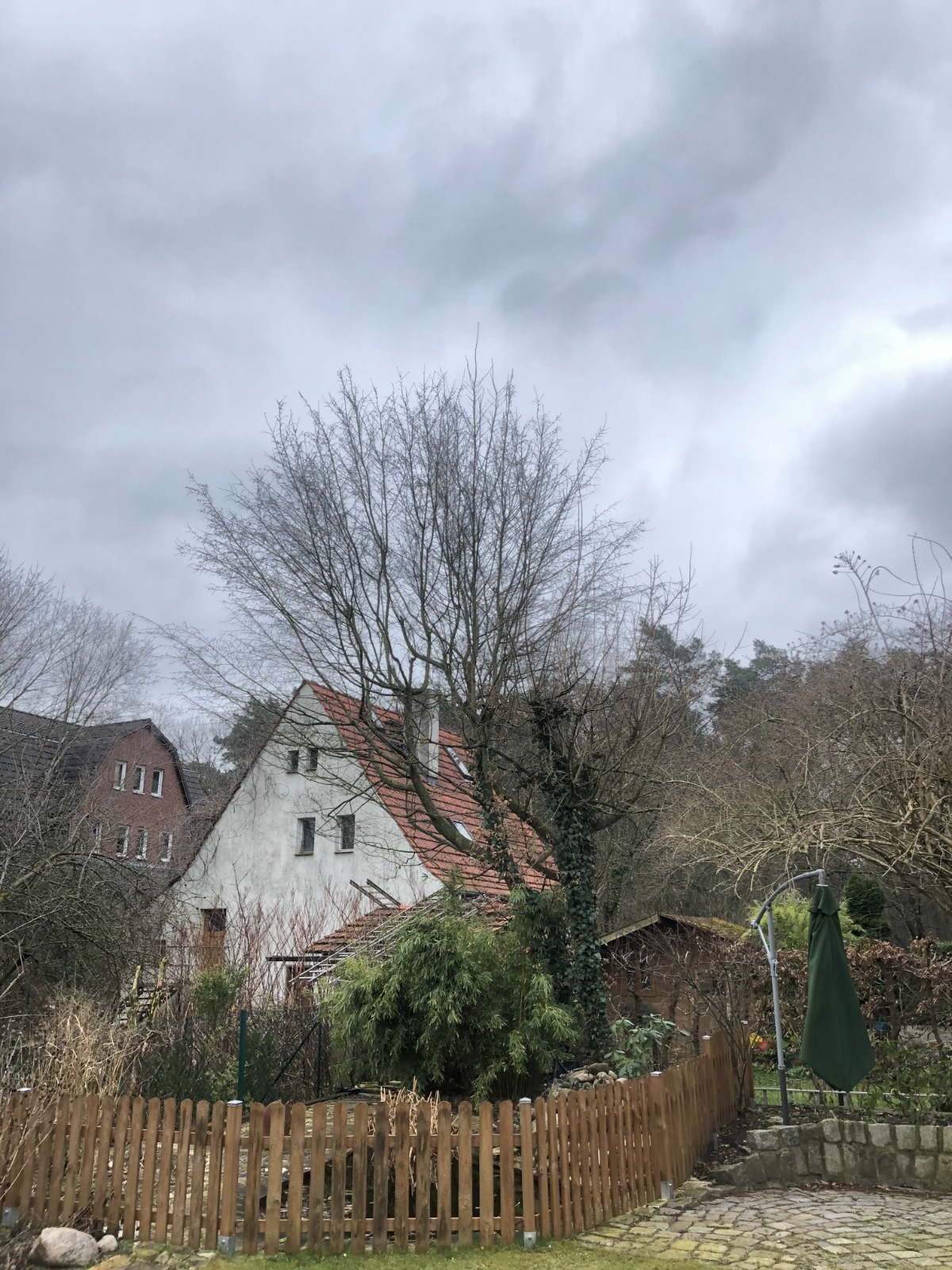 Kronenschnitt vorher Bild 2