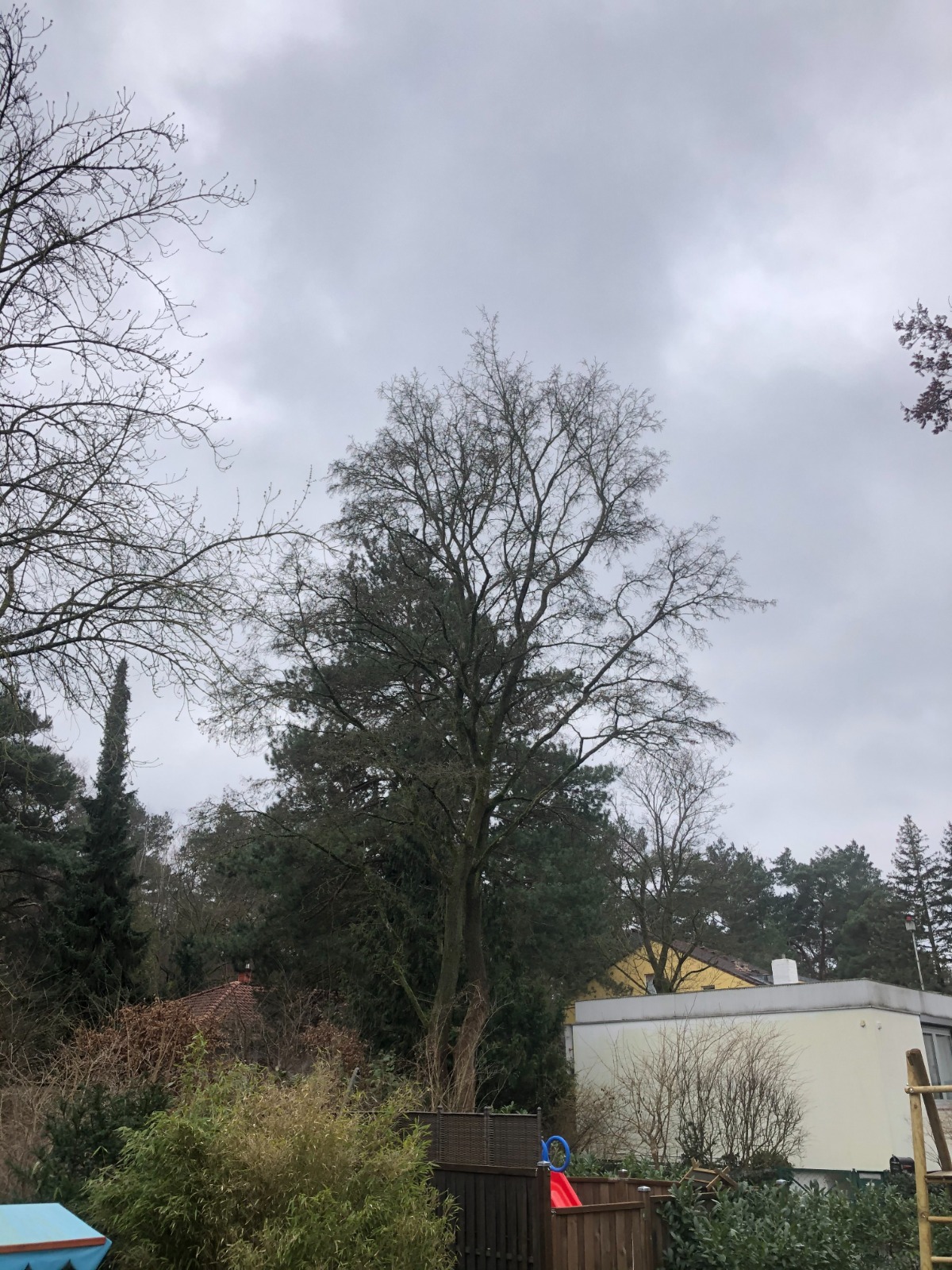 Kronenschnitt vorher Bild 3